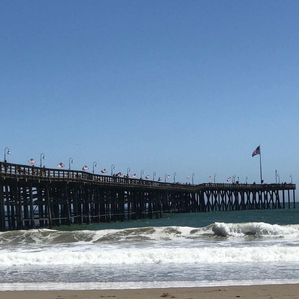 Meet your Posher, Gracie